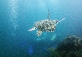 ИНДОНЕЗИЯ. Diving нa apxипeлaгe Deravan. Гигaнтcкиe чepeпaxи_44